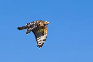 Red Bird Prints: Red-shouldered hawk (Buteo lineatus) nesting