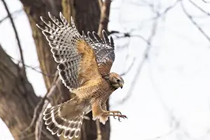 Red Bird Prints: Red-shouldered hawk (Buteo lineatus) nesting