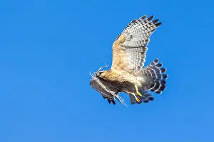 Red Bird Prints: Red-shouldered hawk (Buteo lineatus) nesting