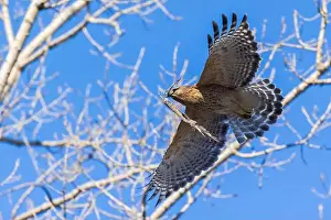 Red Bird Prints: Red-shouldered hawk (Buteo lineatus) nesting