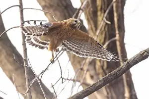 Red Bird Prints: Red-shouldered hawk (Buteo lineatus) nesting
