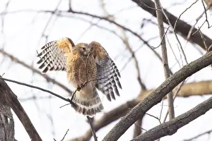 Red Bird Prints: Red-shouldered hawk (Buteo lineatus) nesting