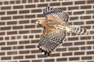 Red Bird Prints: Red-shouldered hawk (Buteo lineatus) nesting