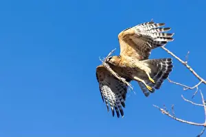 Red Bird Prints: Red-shouldered hawk (Buteo lineatus) nesting