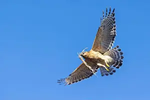 Red Bird Prints: Red-shouldered hawk (Buteo lineatus) nesting