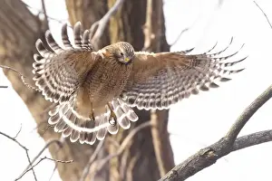 Red Bird Prints: Red-shouldered hawk (Buteo lineatus) nesting