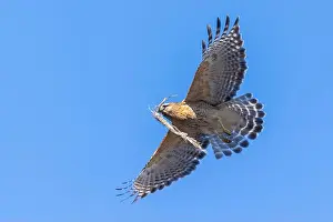 Red Bird Prints: Red-shouldered hawk (Buteo lineatus) nesting
