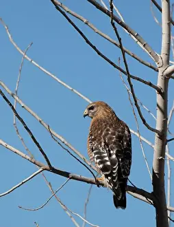 North American Wildlife Prints: Red-shouldered hawk (Buteo lineatus) perched on branch, Austin, Texas, USA