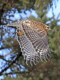 Red Shouldered Hawk Prints: Red-shouldered hawk flying in the forest, Quebec, Canada