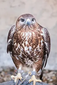 Talons Prints: Red shouldered Hawk in zoo caged Buteos or soaring hawks. Buteo lineatus. Bird watching