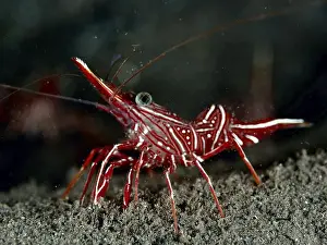 Red Coloured Prints: Red shrimp with stripe pattern