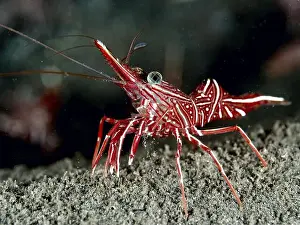 Underwater Scene Prints: Red shrimp with stripes, camel shrimp (Rhynchocinetes durbanensis)