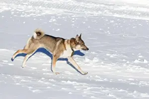 Hunting Dog Prints: A red Siberian Laika runs through clean snow on a clear day. Close-up