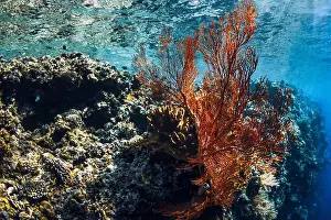 Soft Coral Prints: Red soft corals underwater in blue ocean Bali