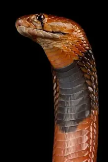 Venom Prints: The Red spitting cobra (Naja pallida) is a highly venomous snake species