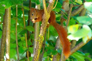 Squirrel Prints: Red squirrel climbing tree with nut in lush green forest