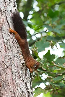 Animal Portrait Prints: Red Squirrel (Sciurus vulgaris) eating a nut upside down on the trunk of a pine tree