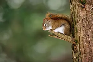 Red Squirrel Prints: Red Squirrel sitting on pine tree snag
