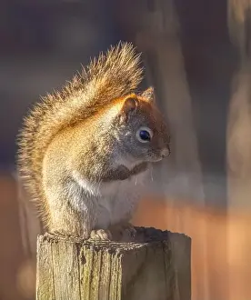 Single Animal Prints: Red squirrel standing on a post on a cold winter morning in Canada