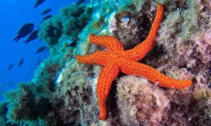 The Nature Conservancy Prints: Red Starfish, Echinaster sepositus