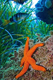 Sea Star Prints: Red Starfish, Echinaster sepositus