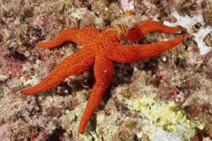 Lies Prints: A red starfish (Echinaster sepositus) lies on an algae-covered seabed