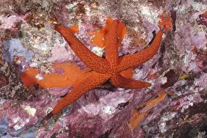 South France Prints: Red starfish (Echinaster sepositus) on a rocky
