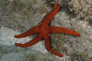 The Canaries Prints: Red starfish (Echinaster sepositus) on rocky reef with algae