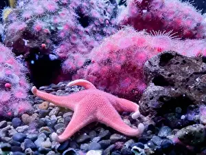 Mulch Prints: Red starfish Fromia milleperella on rocks Marine Aquarium