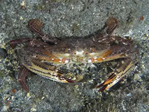 Red Coloured Prints: Red swimming crab (Cronius ruber) on grey seabed