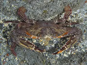 Sandy Bottom Prints: Red swimming crab (Cronius ruber) with open claws on sandy ground