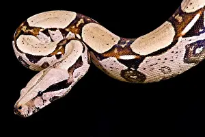 Boa Constrictor Prints: Red-tailed boa, Boa constrictor imperator