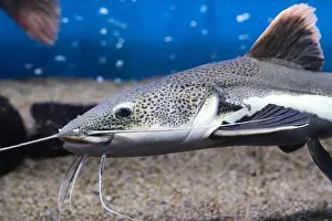 Catfish Prints: Red tailed flathead catfish in closeup in an aquarium