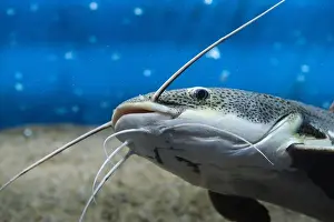 Catfish Prints: Red tailed flathead catfish in closeup in an aquarium