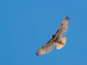 Buteo Jamaicensis Prints: Red-tailed hawk, Bernardo Wildlife Area, New Mexico