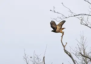 Buteo Jamaicensis Prints: A red-tailed hawk Buteo jamaicensis flies from a tree branch to persue prey