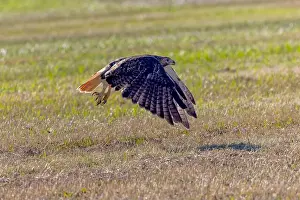 Buteo Jamaicensis Prints: The red-tailed hawk (Buteo jamaicensis) in flight