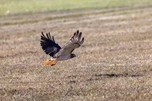 Buteo Jamaicensis Prints: The red-tailed hawk (Buteo jamaicensis) in flight