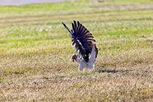 Talon Prints: The red-tailed hawk (Buteo jamaicensis) in flight