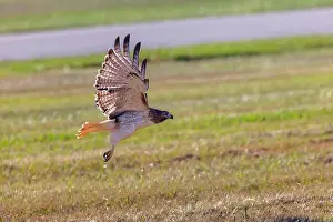 Talons Prints: The red-tailed hawk (Buteo jamaicensis) in flight