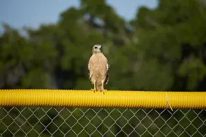 Red Tailed Prints: RED-TAILED HAWK (Buteo jamaicensis) perched on sports field fence, Florida