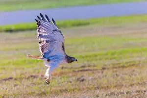 Buteo Jamaicensis Prints: The red-tailed hawk (Buteo jamaicensis) sitting on the airport field