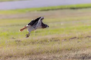 Talon Prints: The red-tailed hawk (Buteo jamaicensis) sitting on the airport field