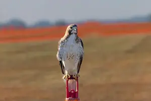 Talons Prints: The red-tailed hawk (Buteo jamaicensis) sitting on the airport field