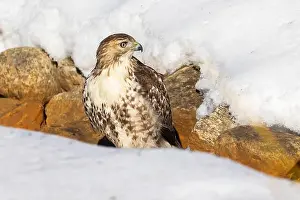Raptors Prints: red-tailed hawk (Buteo jamaicensis) in winter