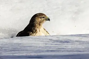 Raptors Prints: red-tailed hawk (Buteo jamaicensis) in winter