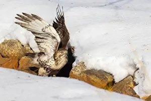 Raptors Prints: red-tailed hawk (Buteo jamaicensis) in winter