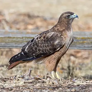 Santa Clara County Prints: Red-tailed Hawk foraging on the grounds