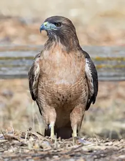 Santa Clara County Prints: Red-tailed Hawk foraging on the grounds