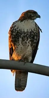 Santa Clara County Prints: Red-tailed Hawk juvenile perched on a streetlamp post at sunset